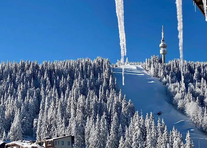 Luxury Studenets Apartment